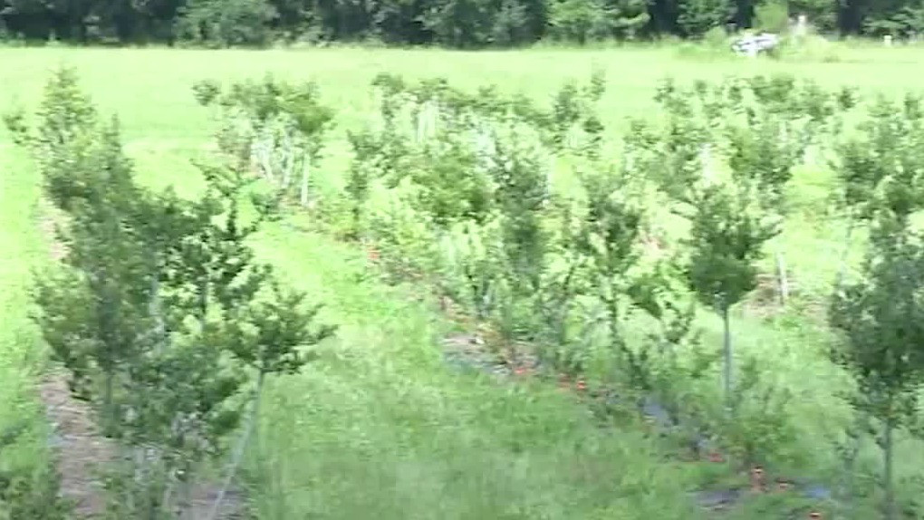 Tariff-free tea: Your new coffee alternative