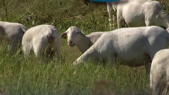 Hella Cool Gigs: Shepherdess for fire mitigation