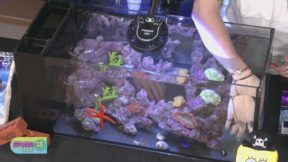 Making your own home aquarium