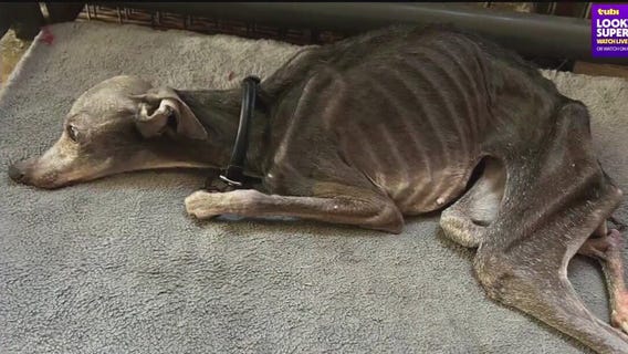 Alleged animal abuse creates controversy