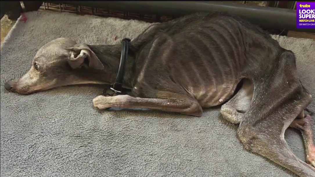 Alleged animal abuse creates controversy