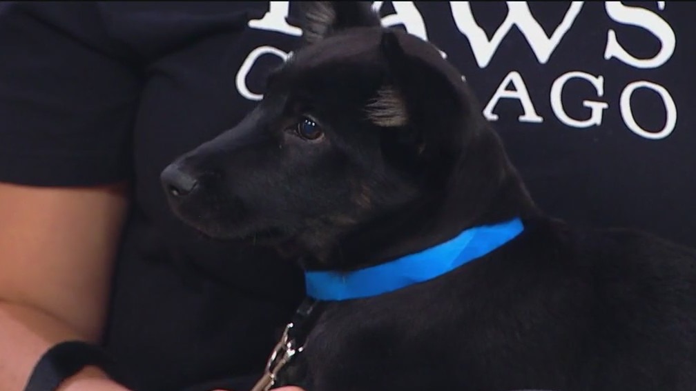 PAWS Pet of the Week: Oswald is a cutie looking for his forever home