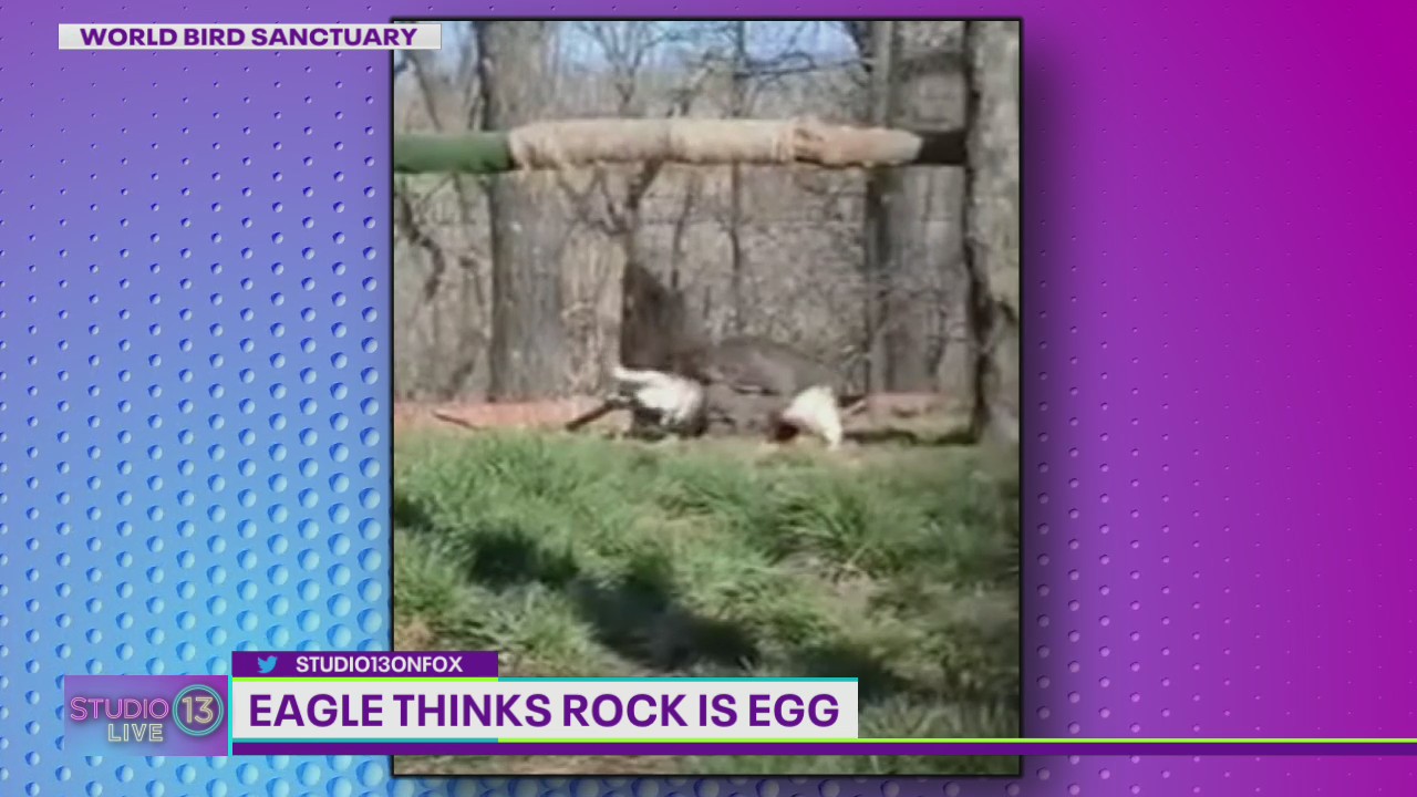 Eagle thinks rock is an egg at World Bird Sanctuary