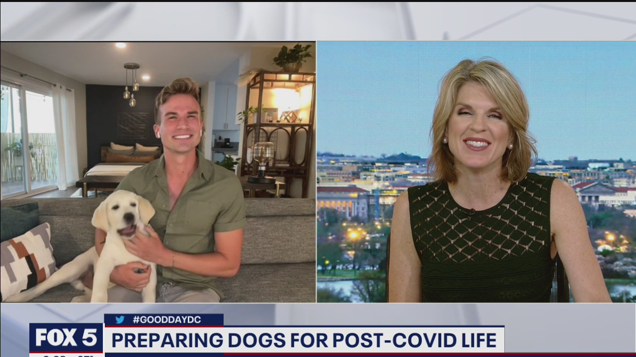 Preparing your dog for a post-COVID world