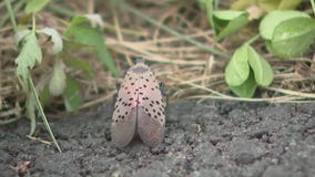 Spotted lanternflies invade Illinois