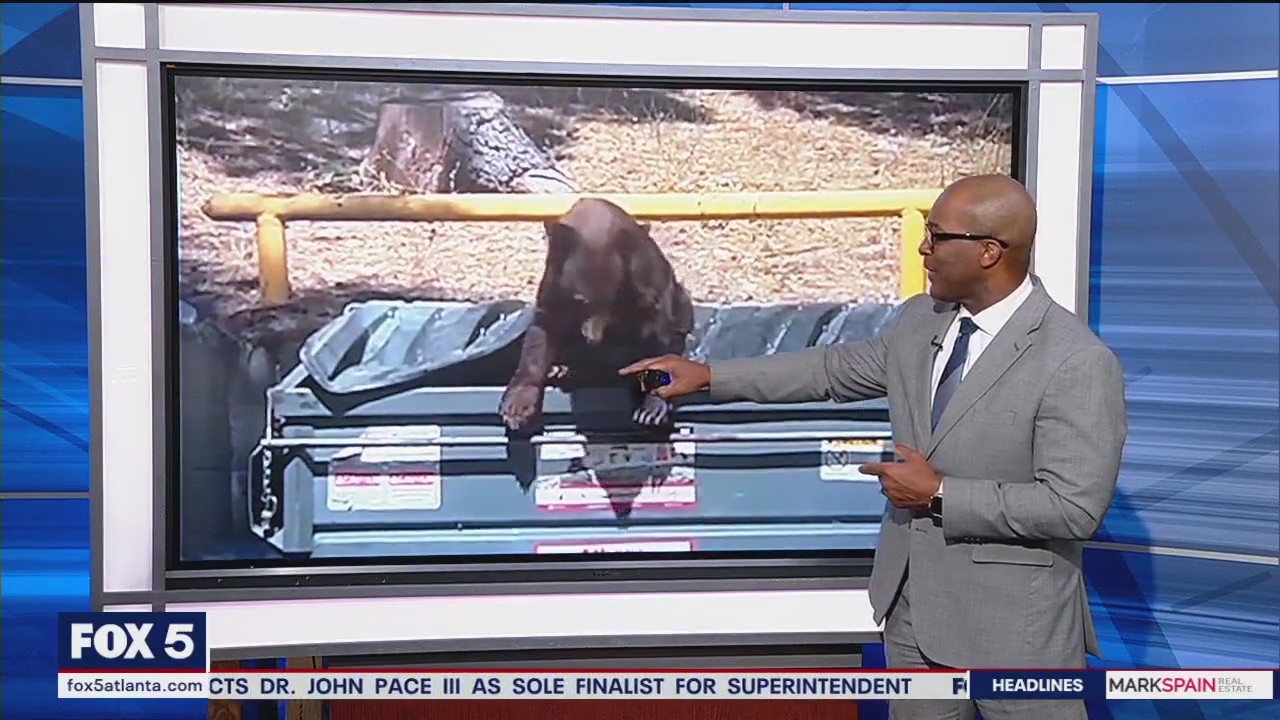 Bear breaks into California trash can