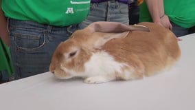 Minnesota State Fair: 4-H animals prepare for livestock show