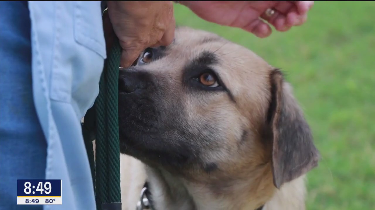 Pet of the Day: Victor