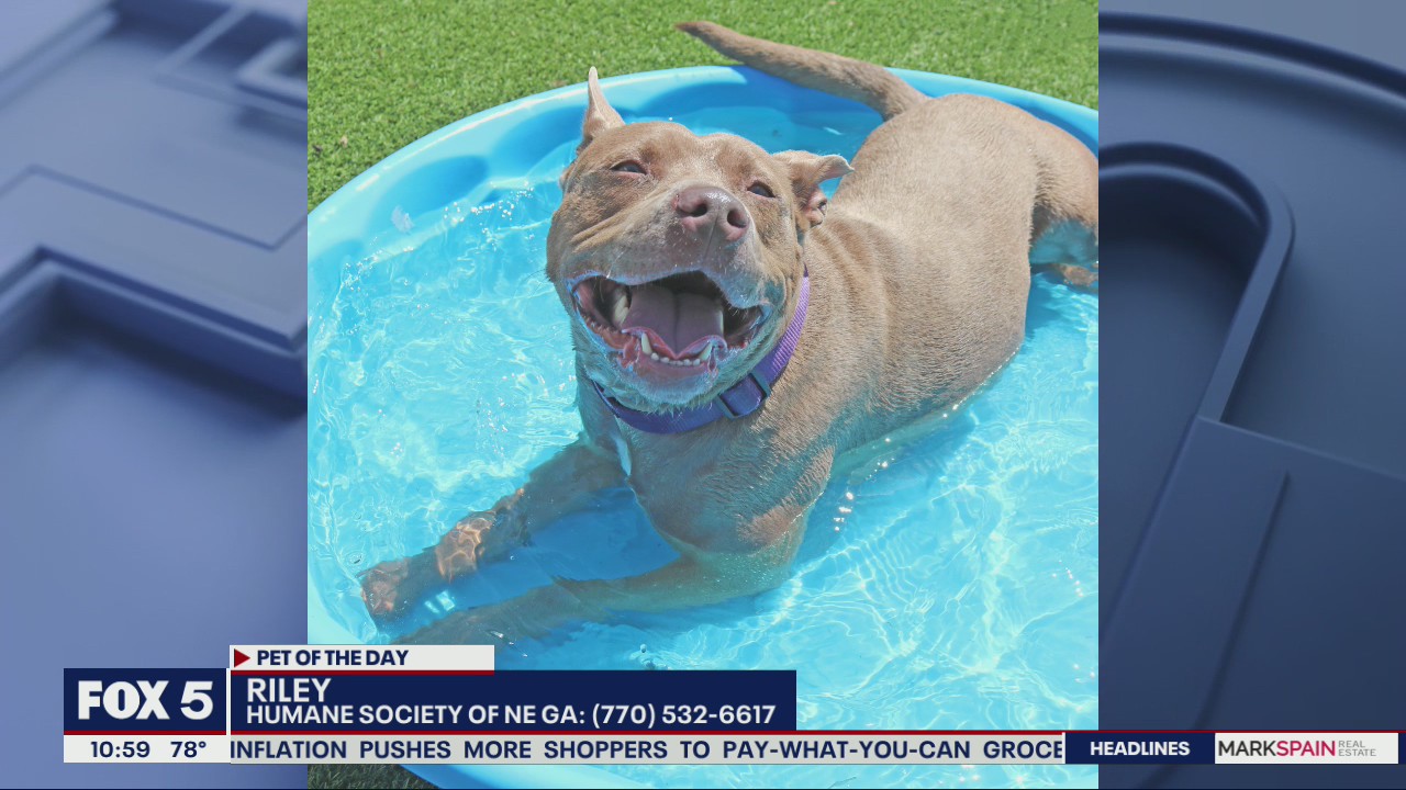 Pet of the Day from the Humane Society of Northeast Georgia