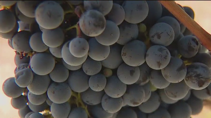 Hella Cool Gigs: Winemaker