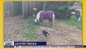 Liz's Pet Tricks for Thursday, May 11