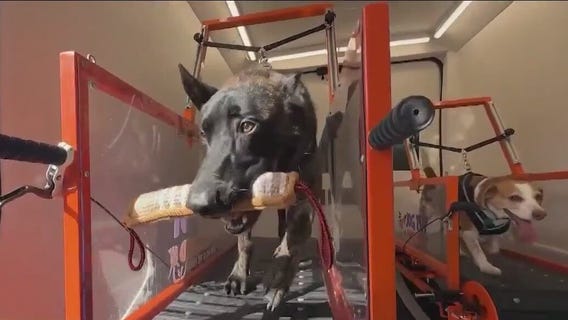 Jog Pup is air-conditioned mobile dog gym