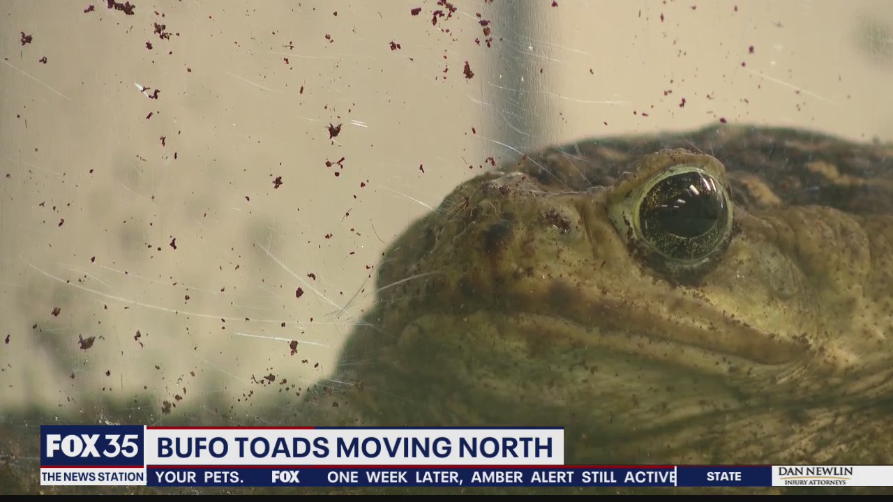 Toxic toads making their way to Central Florida