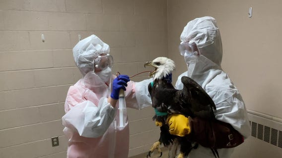Injured bald eagle found in Franklin; had been shot, officials say