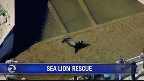 Wayward sea lion stuck in Vacaville canal