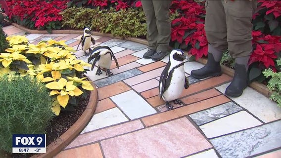 Penguins check out the Holiday Flower Show at Como
