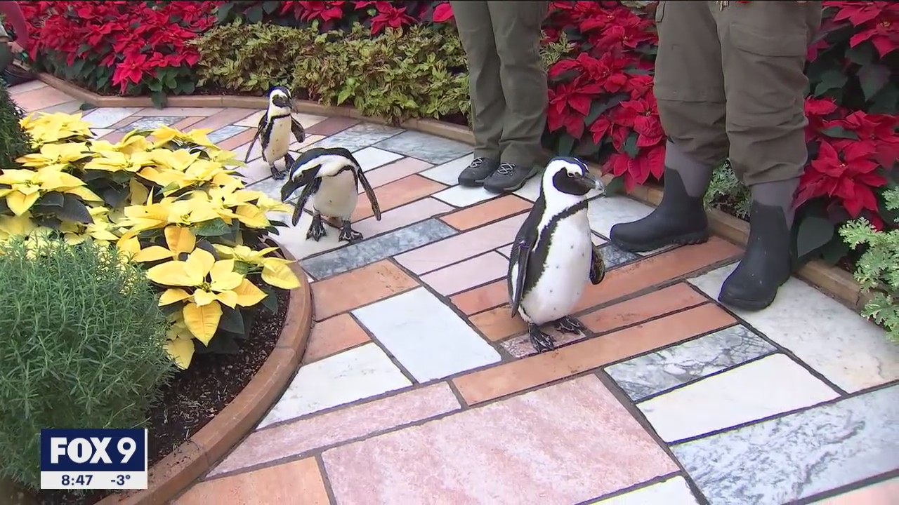 Penguins check out the Holiday Flower Show at Como