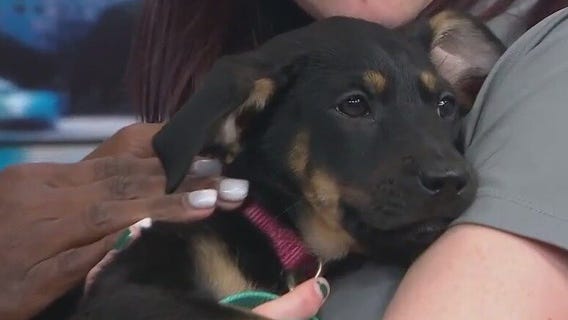 Adopt-A-Pet: Meet Baylee, Flounder, & Layla