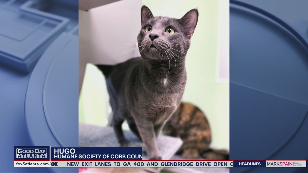 Pet of the Day from the Humane Society of Cobb County