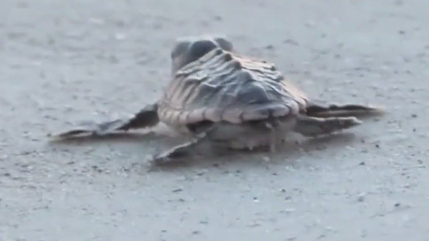Sea turtle nesting season right around the corner
