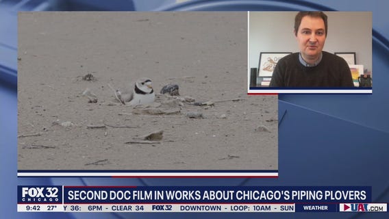 Chicago's endangered piping plovers to return to the big screen