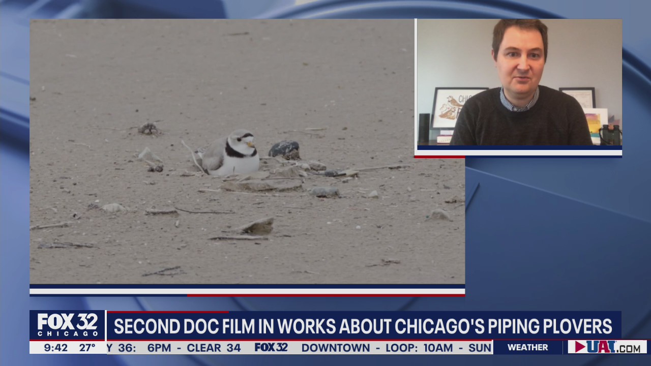 Chicago's endangered piping plovers to return to the big screen