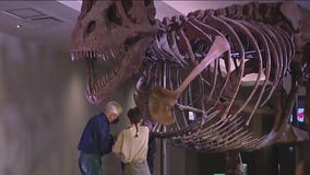 SUE the T. Rex to have arm removed for research