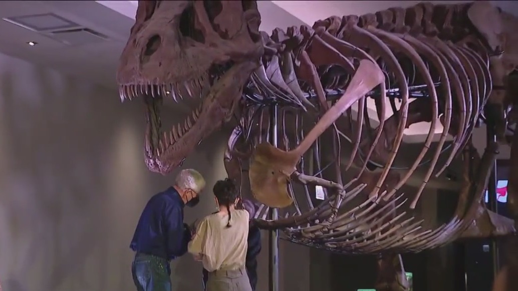 SUE the T. Rex to have arm removed for research