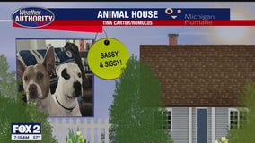 Welcome Sassy, Sissy, Baby Belle, Saphira