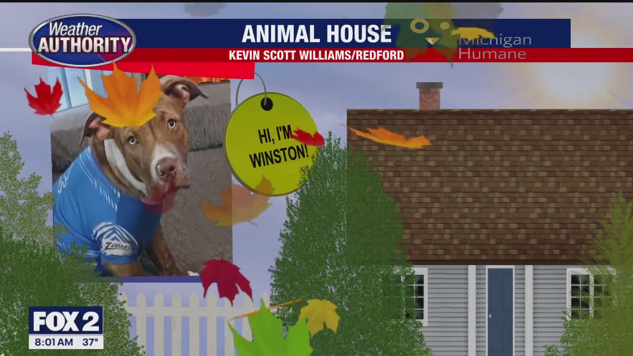 Welcome Winston, Lucy, Sugar, Mr. Zoomah