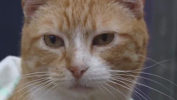 Cat at Austin Pets Alive! looking for home