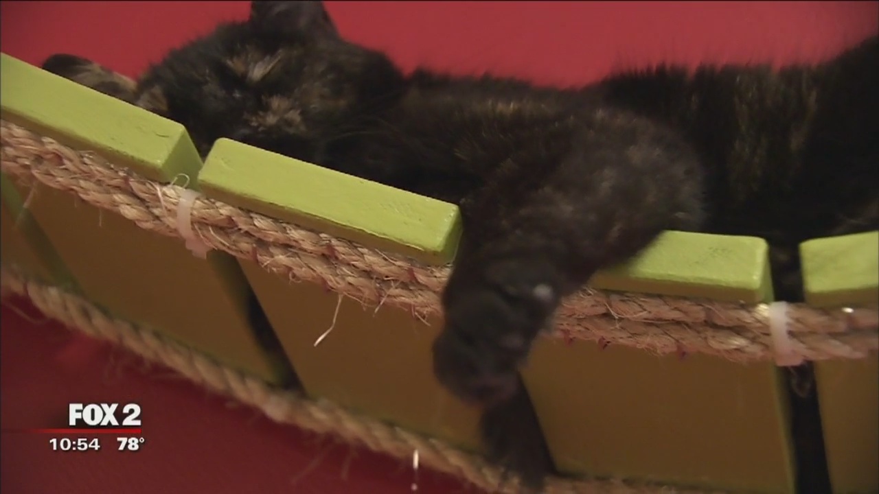 Out and About at Tiny Lions cat cafe in Ann Arbor