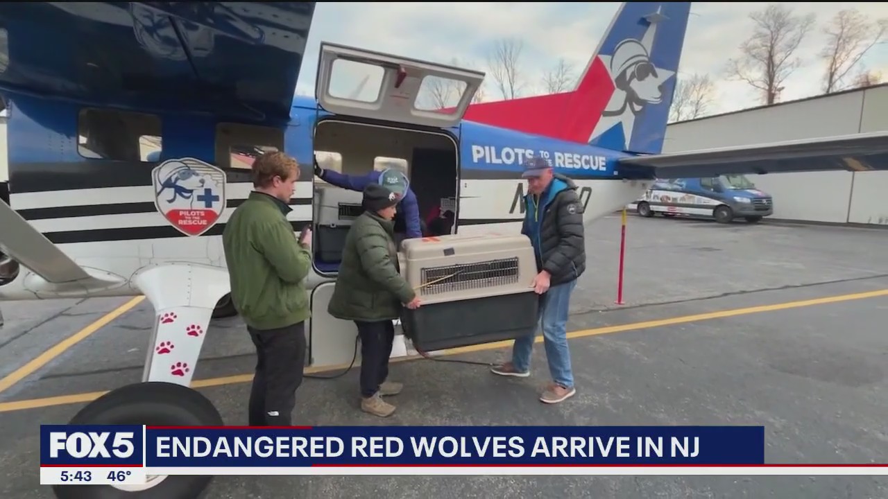 5 endangered red wolves arrive in New Jersey to boost survival efforts