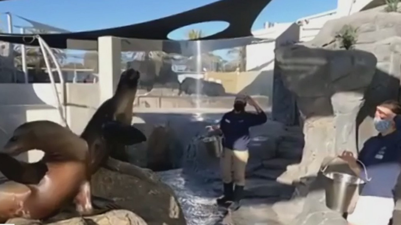 Long Beach Aquarium of the Pacific providing online activities amid pandemic & asking for donations