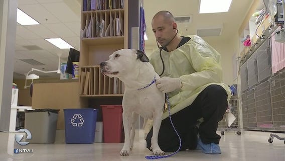 Flu season also taking its toll on dogs