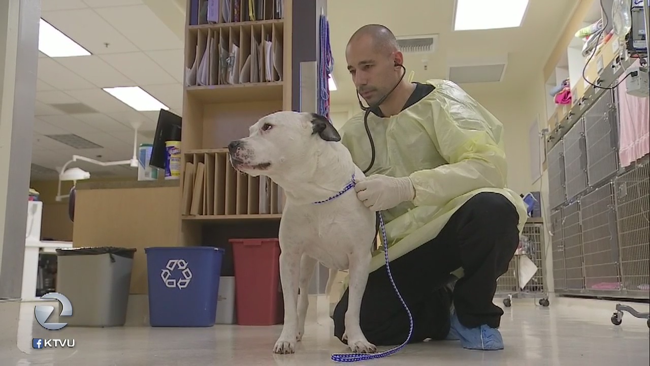 Flu season also taking its toll on dogs