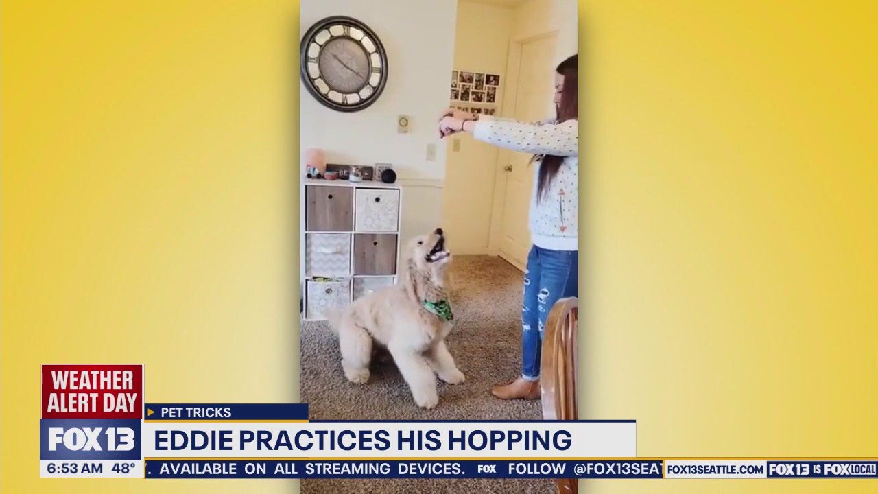 Pet Tricks for Monday, December 8