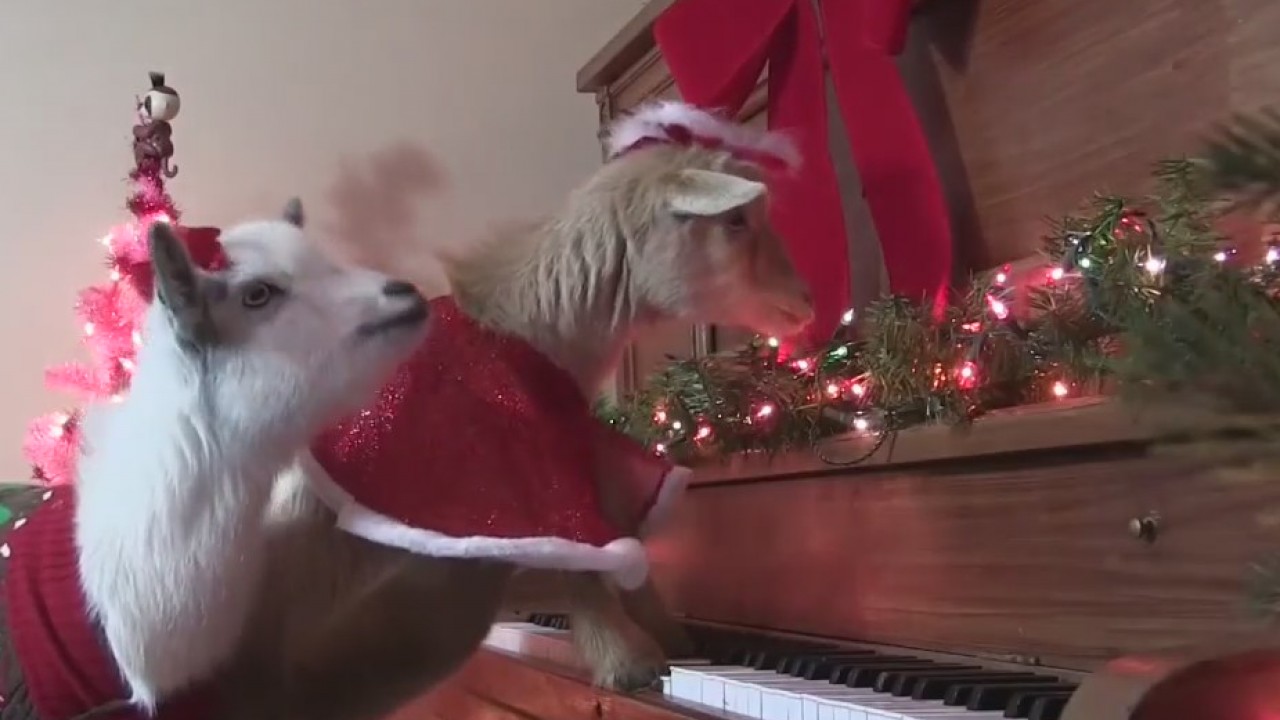 Owner dresses goats in Christmas garb, lets them play carols on the piano