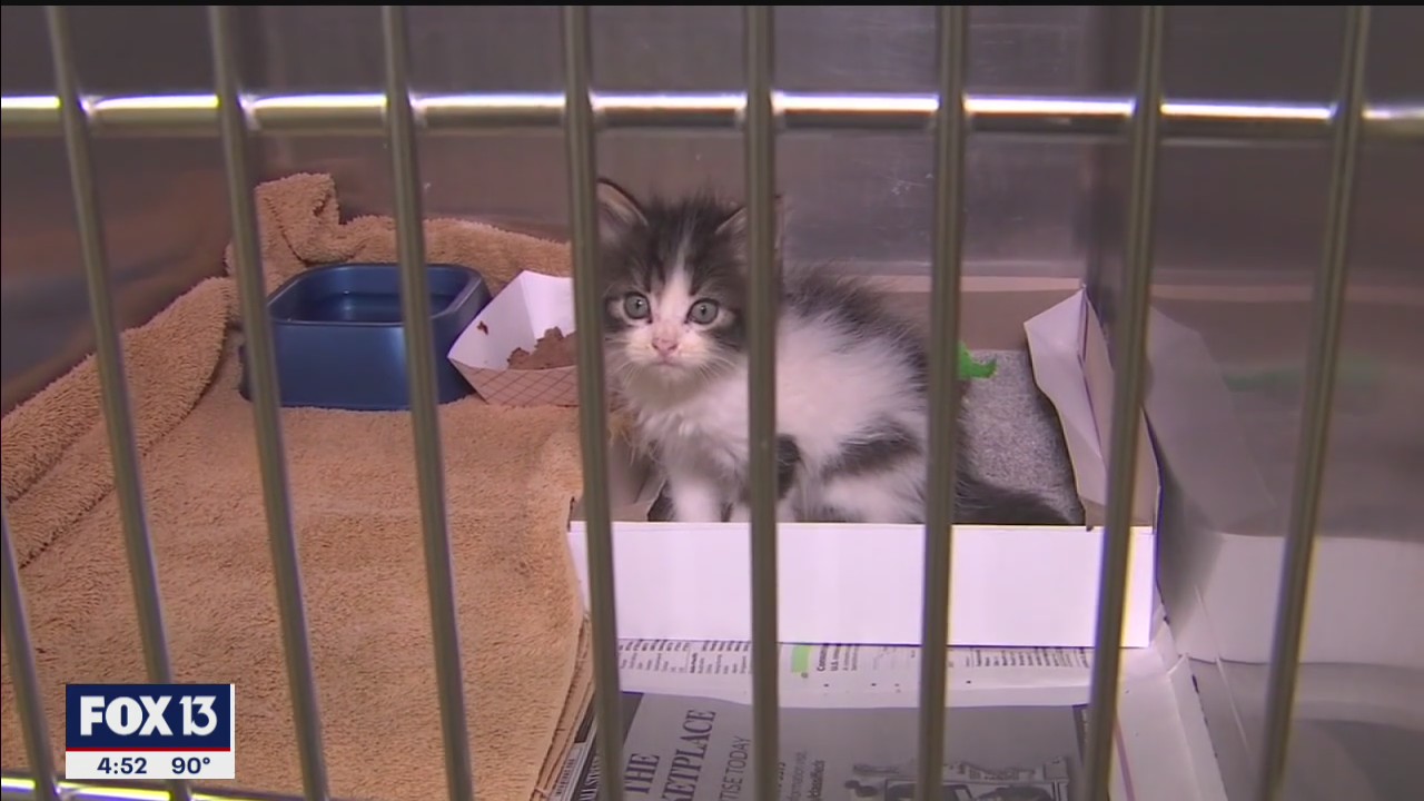 So many kittens to choose from