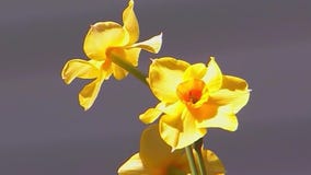 Surviving pollen season in Georgia