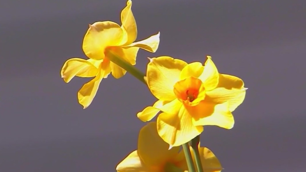 Surviving pollen season in Georgia