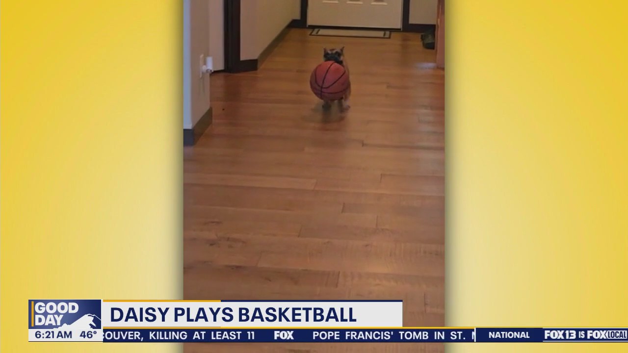 Good Day Pet Tricks for Monday, April 28