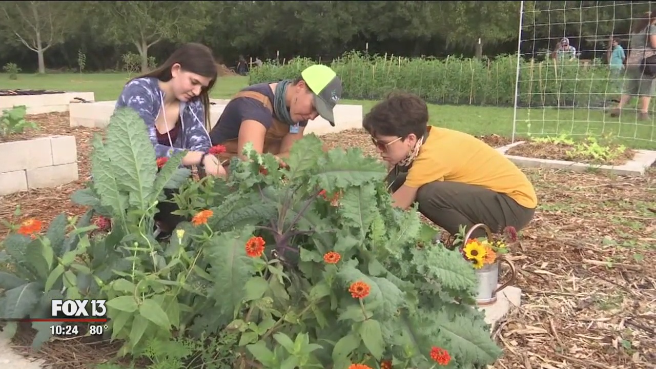 Crops now curriculum for Sarasota students | FOX 13 Tampa Bay