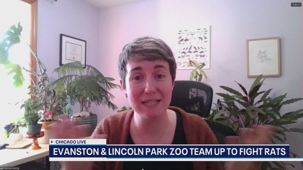 Evanston, Lincoln Park Zoo test rat contraception in new pilot | ChicagoLIVE