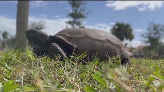 Tree clear out may harm gopher tortoises