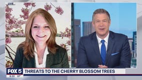 Threats to the cherry blossom trees