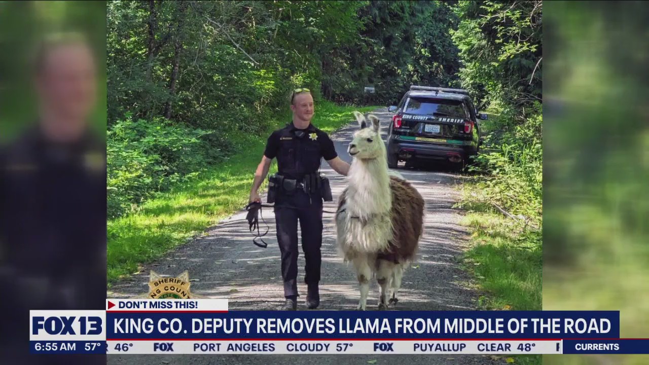 King Co. deputy removes llama from middle of road