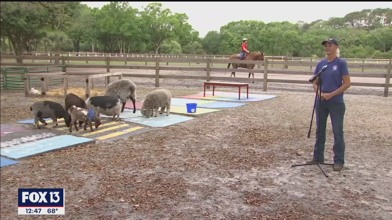 'Little Farm' in the big city