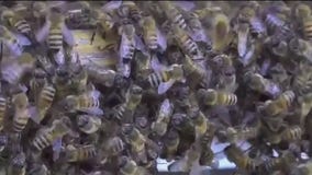 Bees threatened by emerging problems