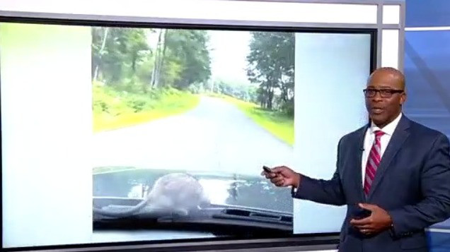 Rat hitches ride on car hood